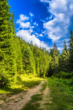 Image of Norway spruce