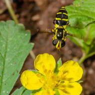 Image de Potentille rampante