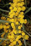 Image of orange wattle