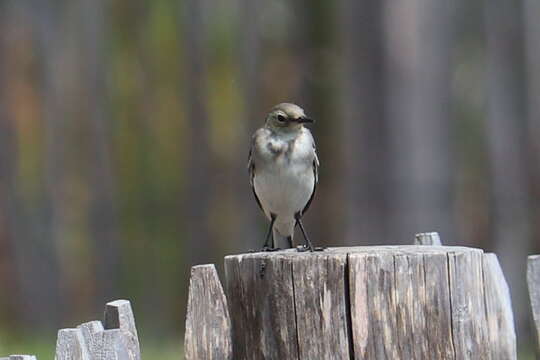 Image of Pied Wagtail and White Wagtail