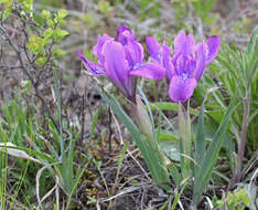 Image of Iris tigridia Bunge ex Ledeb.