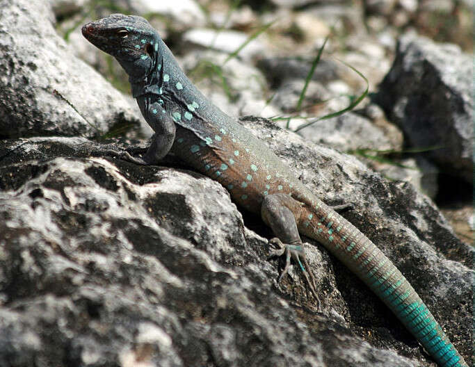 Image of Laurent's Whiptail