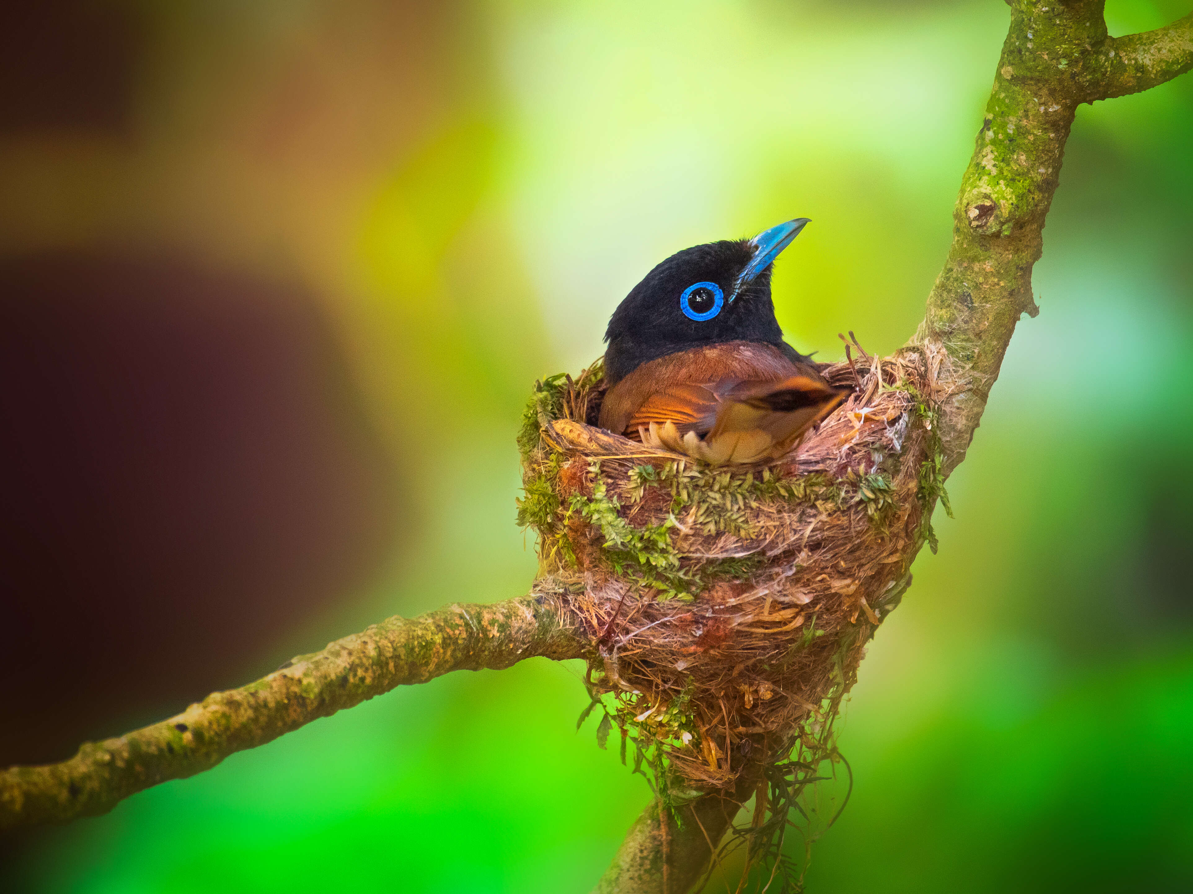 Image of Japanese Paradise Flycatcher