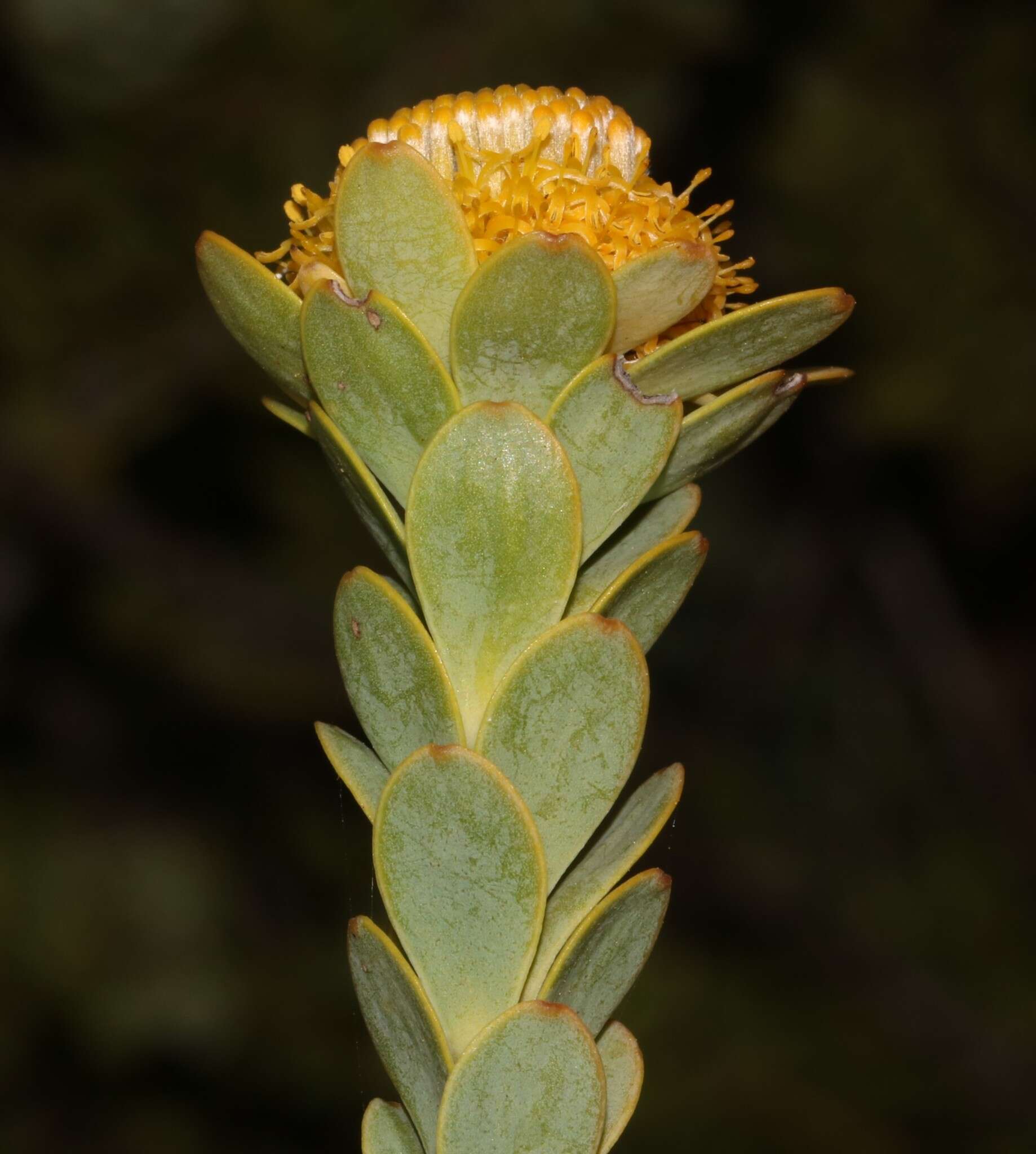 Image of Leucadendron coriaceum Philipps & Hutchinson