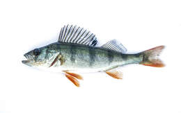 Image of Perch