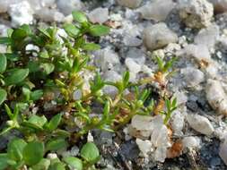 Image of water pygmyweed