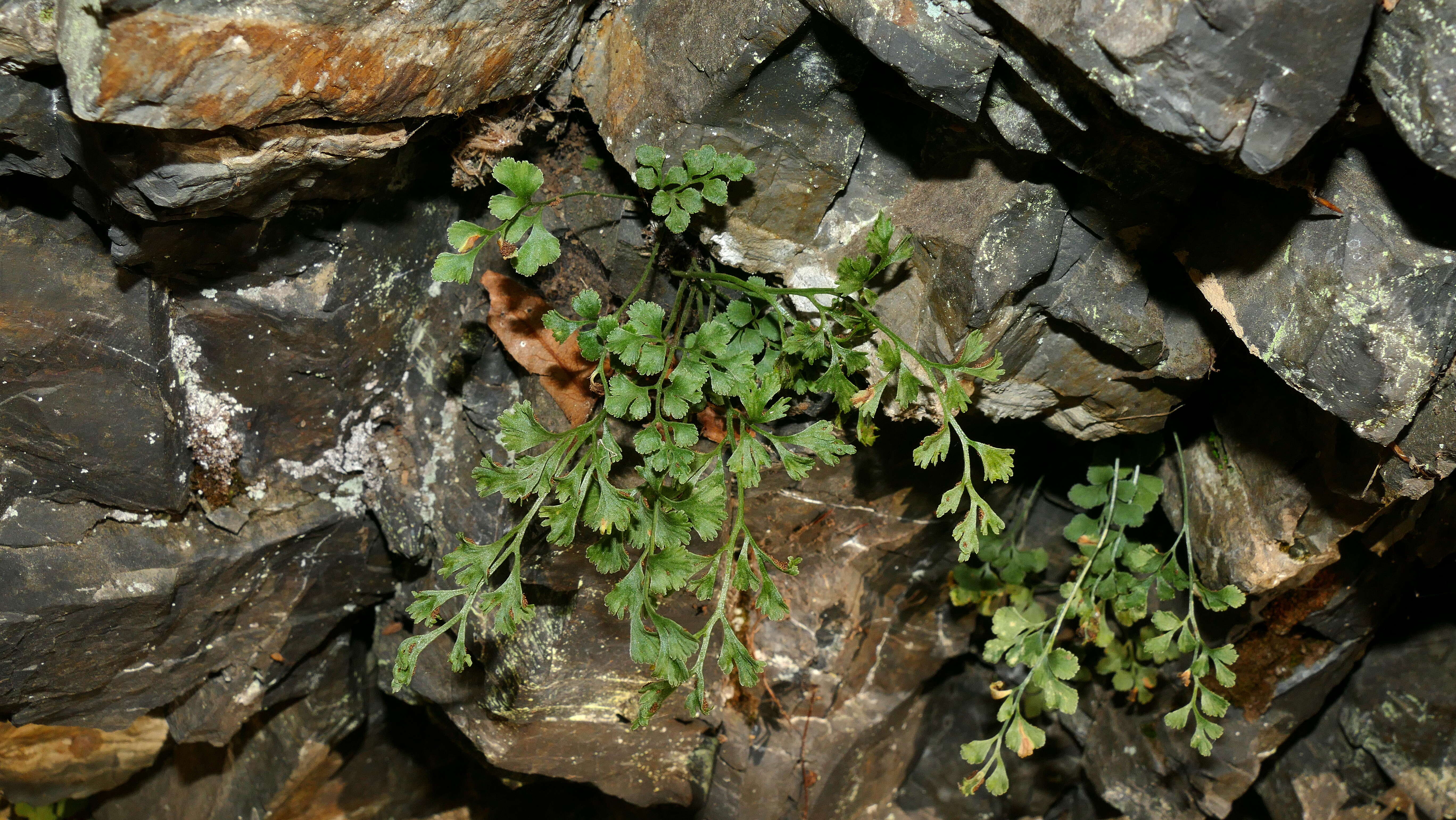 Image of Wall-rue