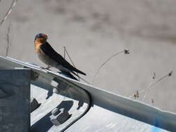 Imagem de Hirundo neoxena Gould 1842