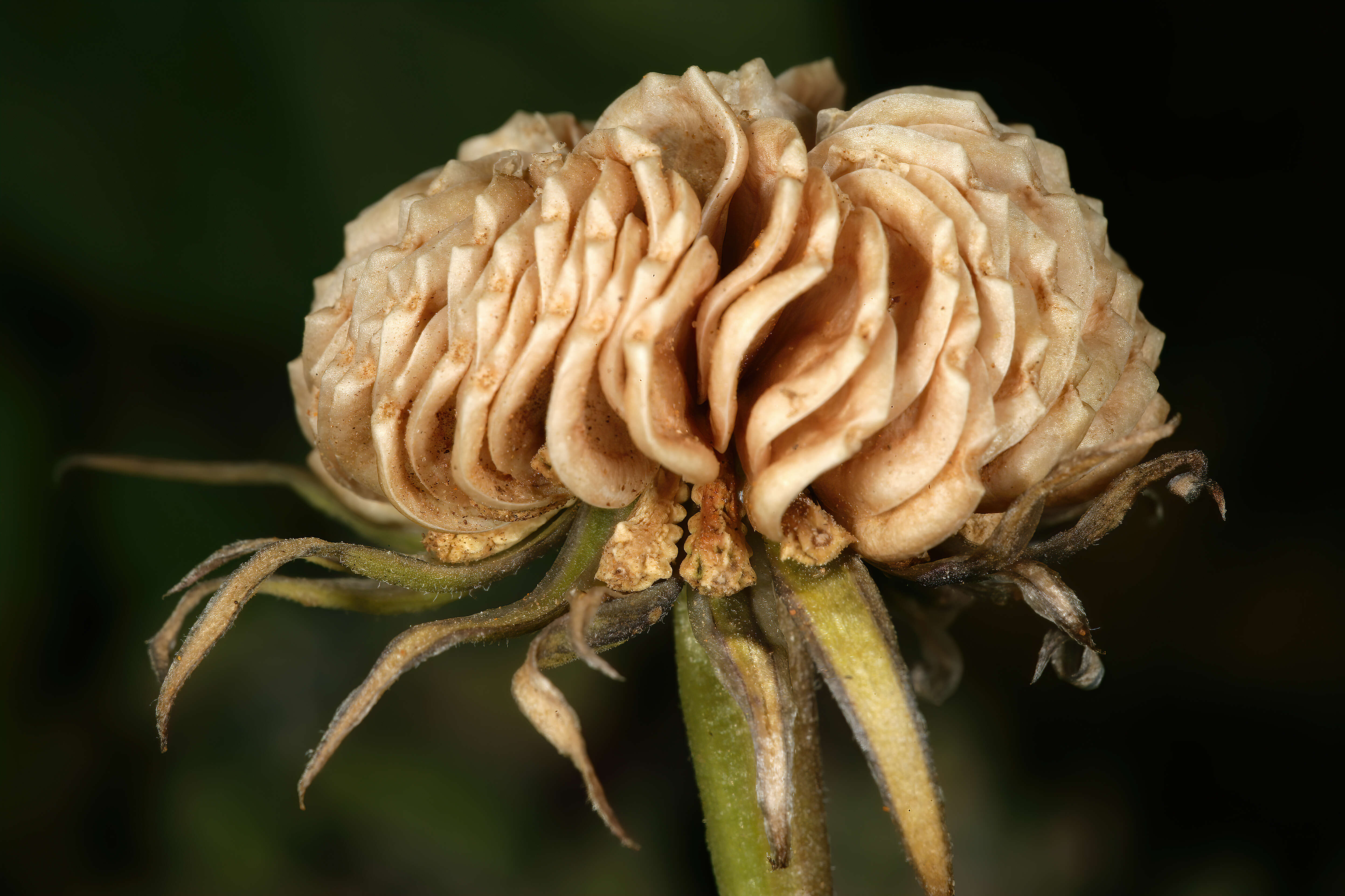 Image of glandular Cape marigold