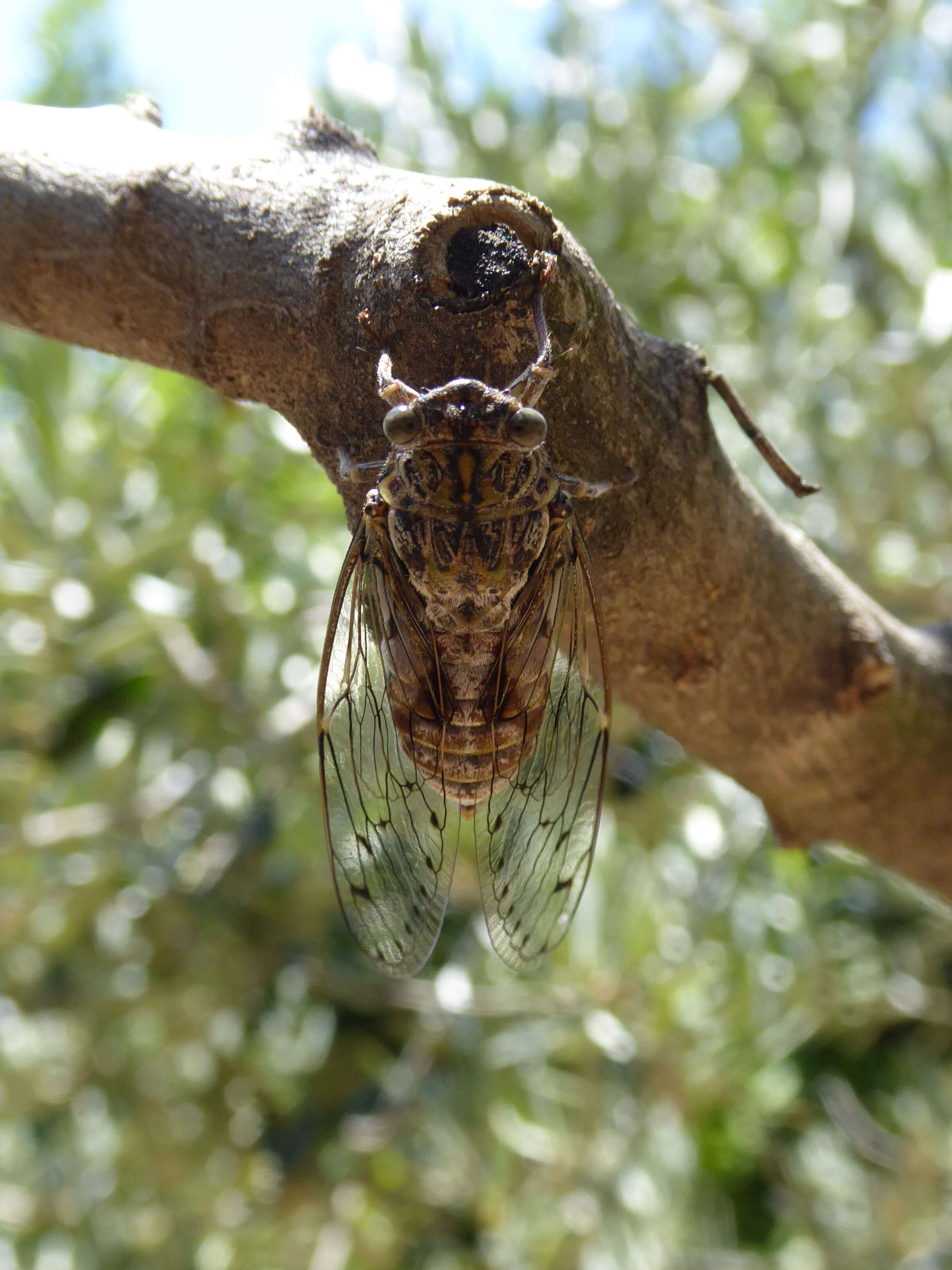 Image of Cicada orni Linnaeus 1758