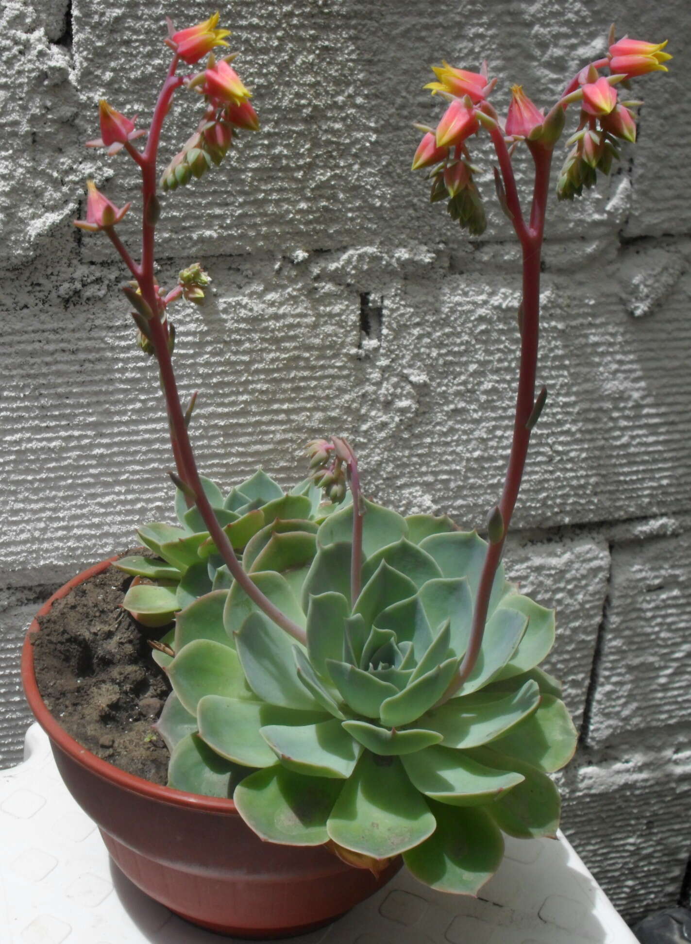 Image of Echeveria elegans Rose