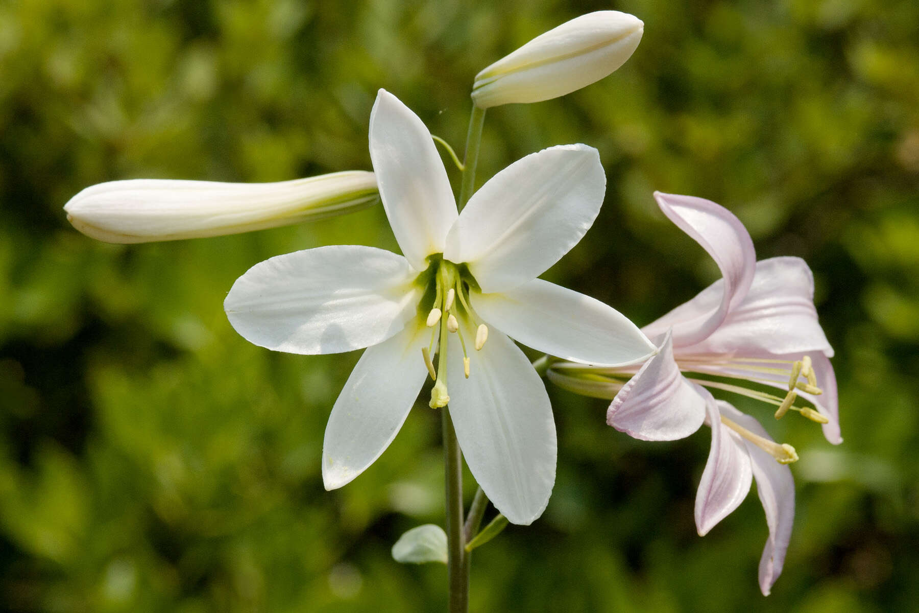 Image of Washington lily