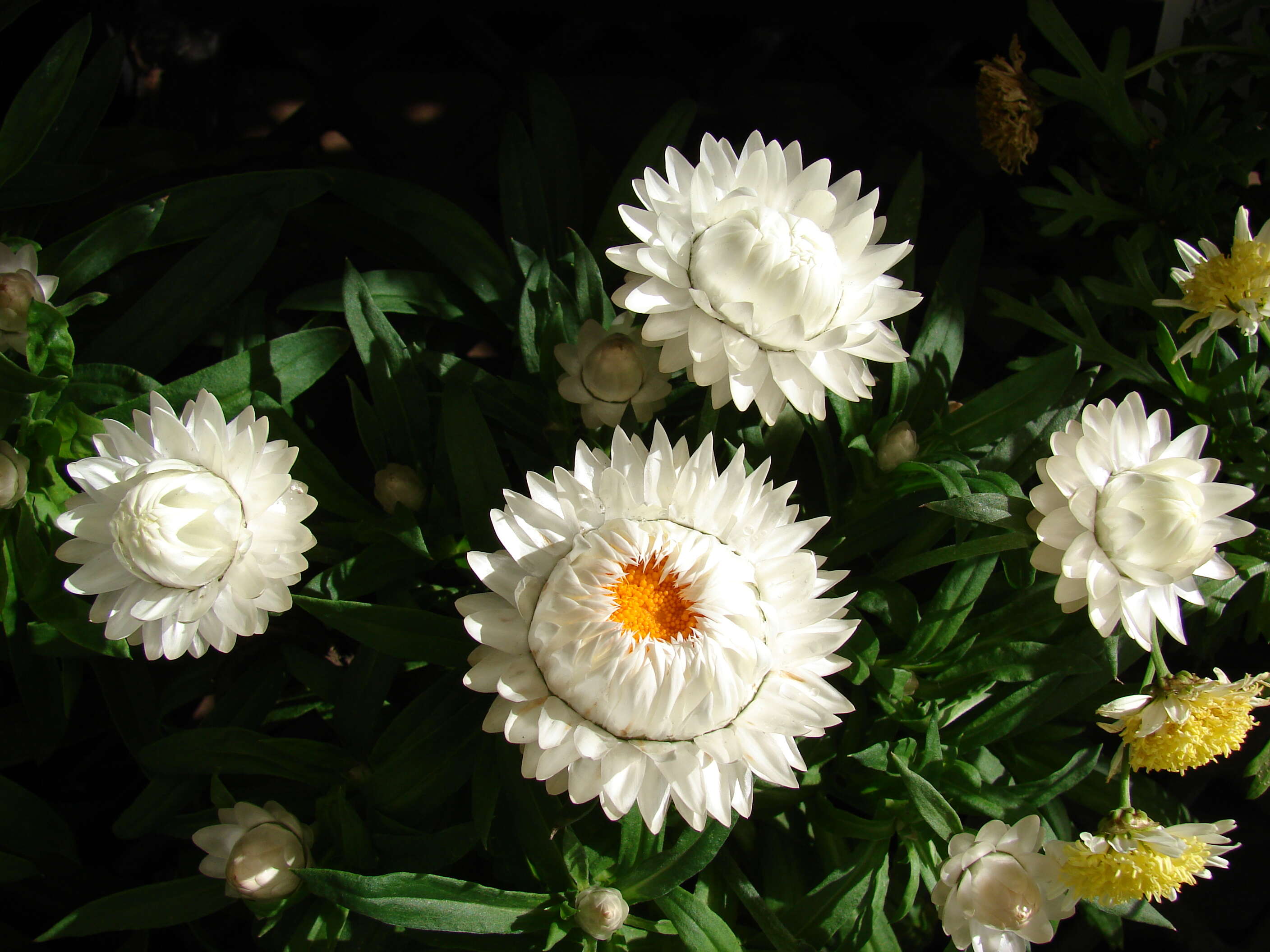 Plancia ëd Xerochrysum bracteatum (Vent.) N. N. Tzvel.