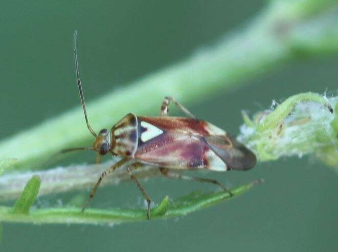 صورة Lygus gemellatus (Herrich-Schaeffer 1835)