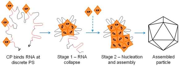 Image of Alphavirus