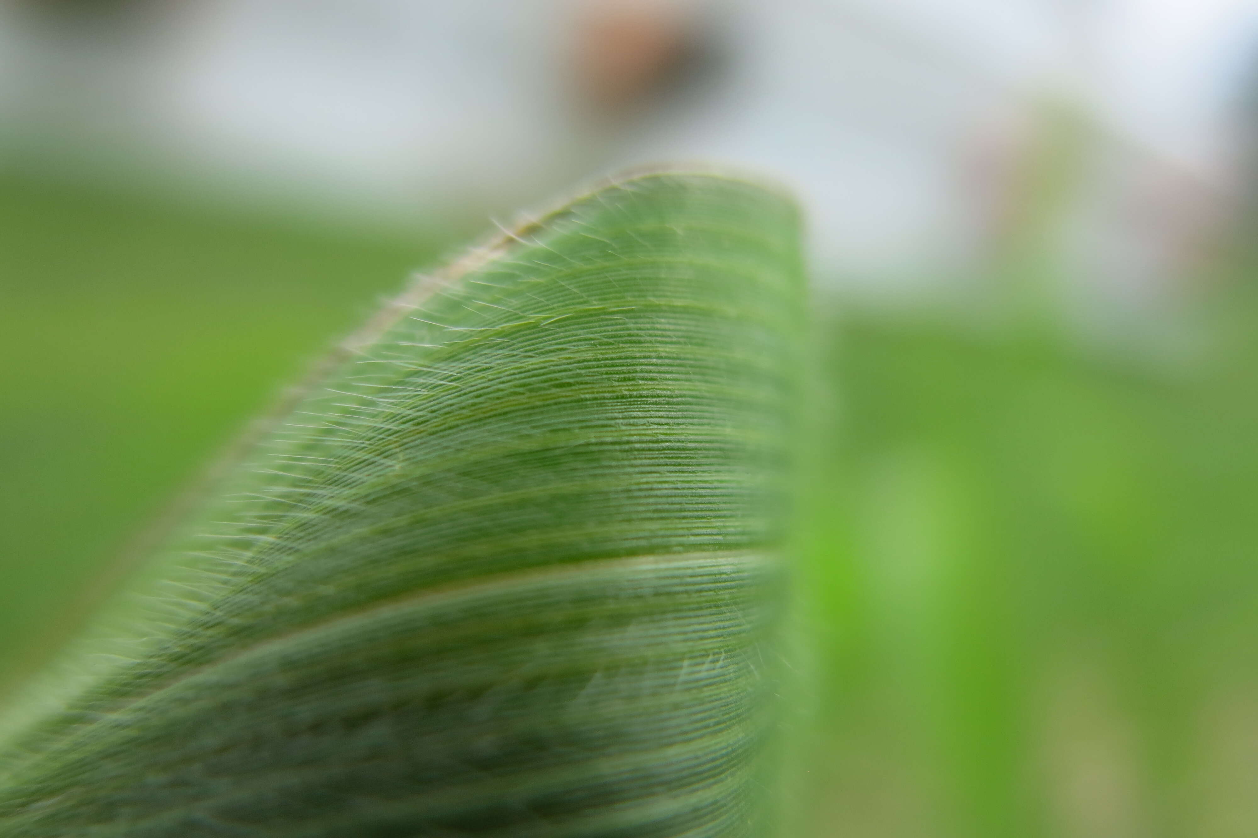 Imagem de Panicum capillare L.