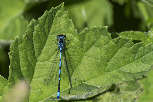 Image of Variable Bluet