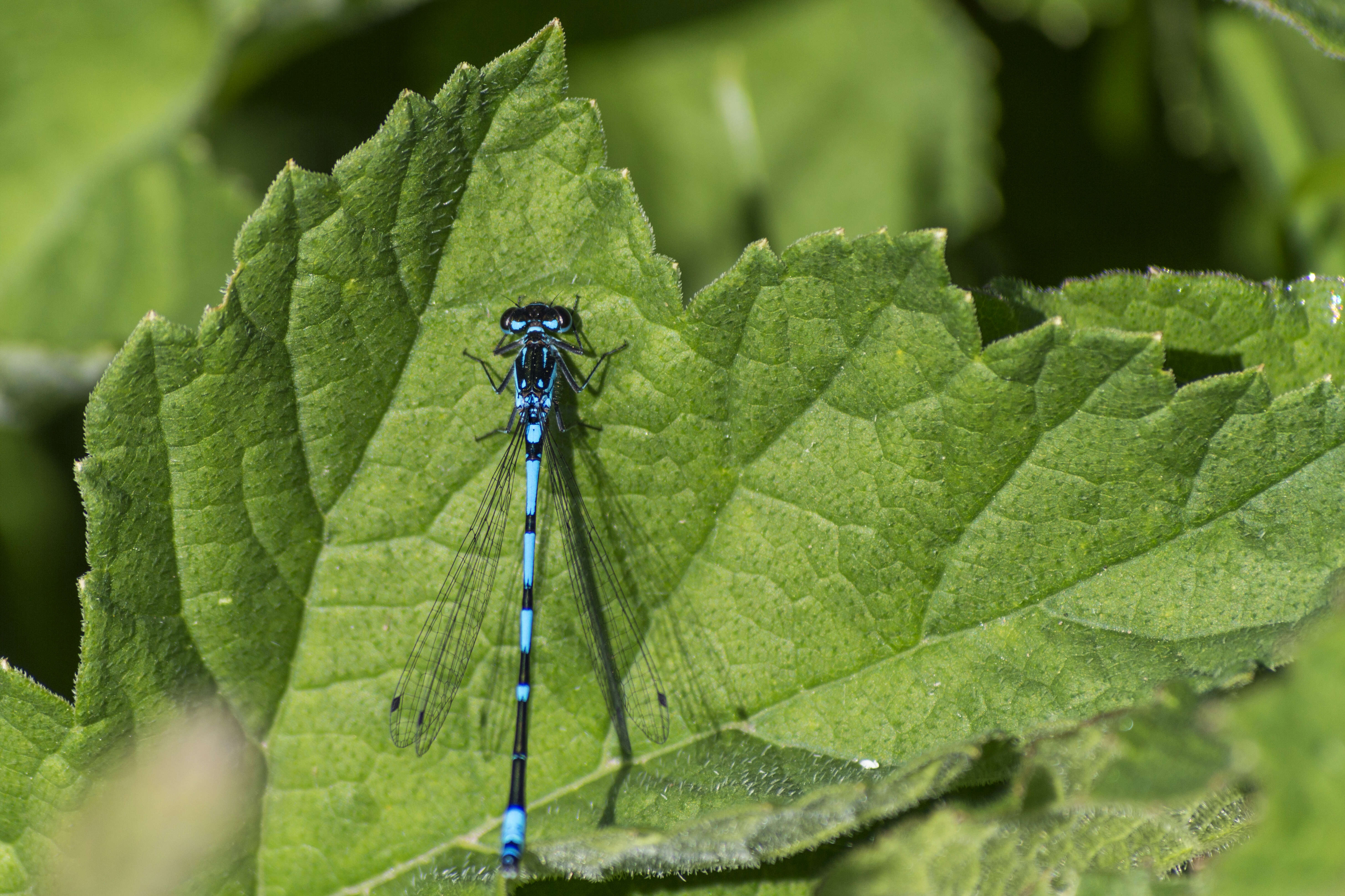 Coenagrion pulchellum (Vander Linden 1825) resmi