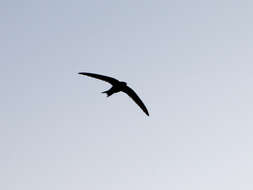 Image of swift, common swift