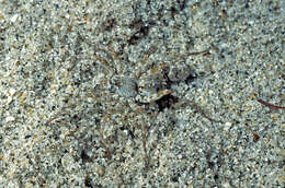 Image of Anoteropsis litoralis Vink 2002