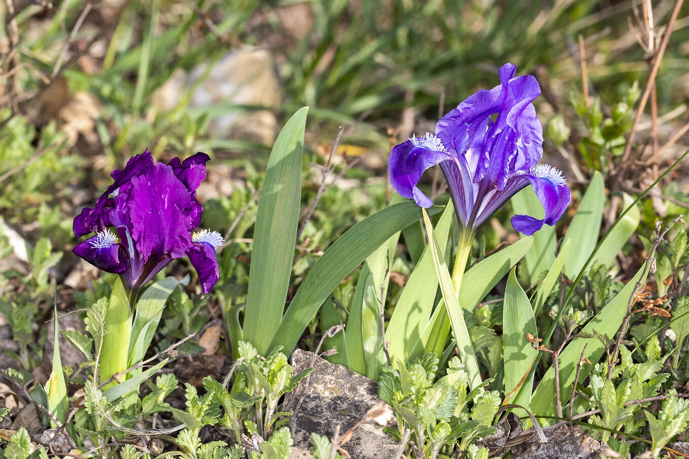 Plancia ëd Iris pumila L.