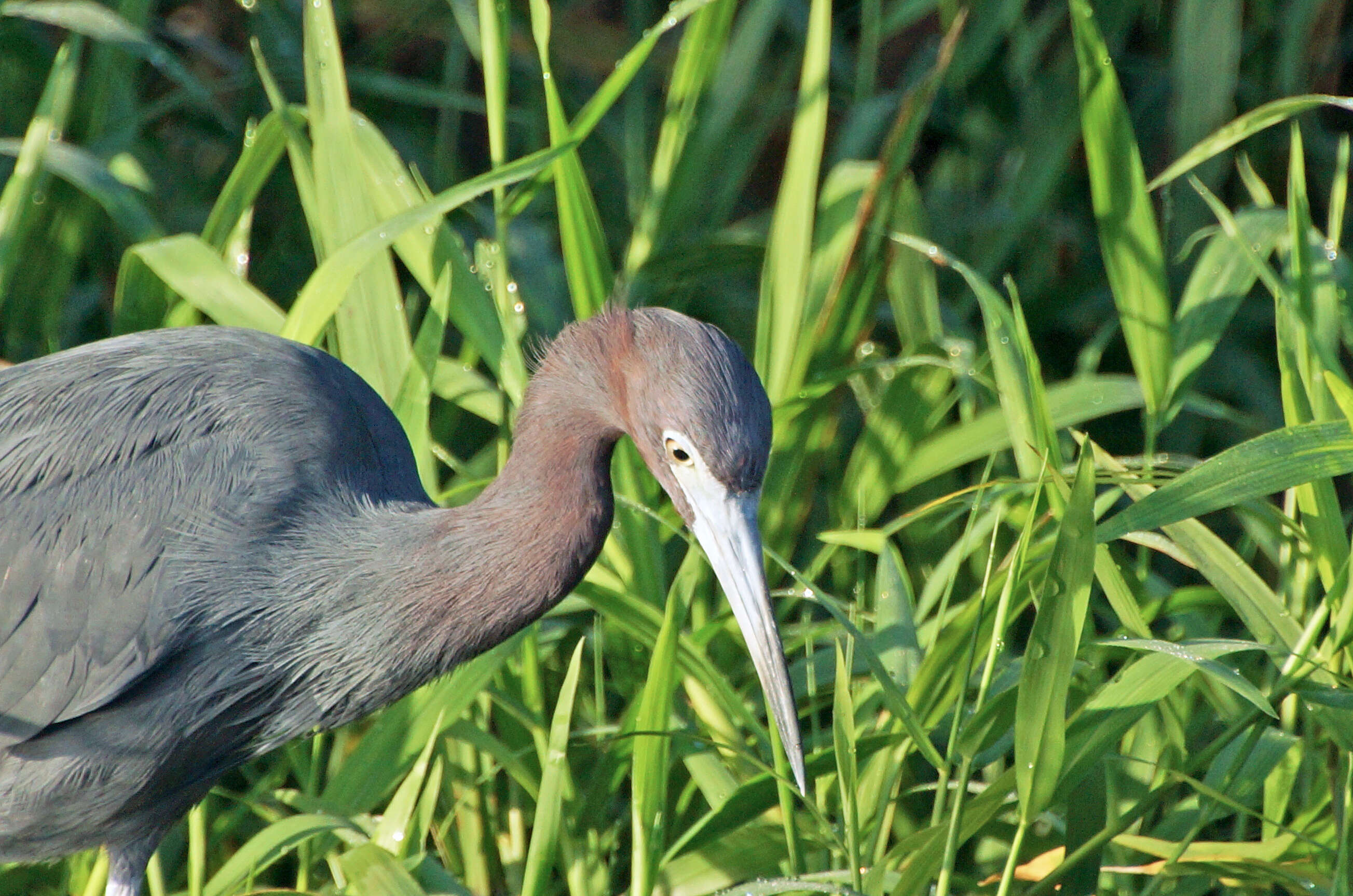 Image of Little Blue Heron