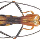 Image of Vespinitocris