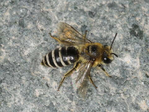 Image of Colletes daviesanus Smith 1846