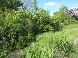 Image of Tufted Loosestrife