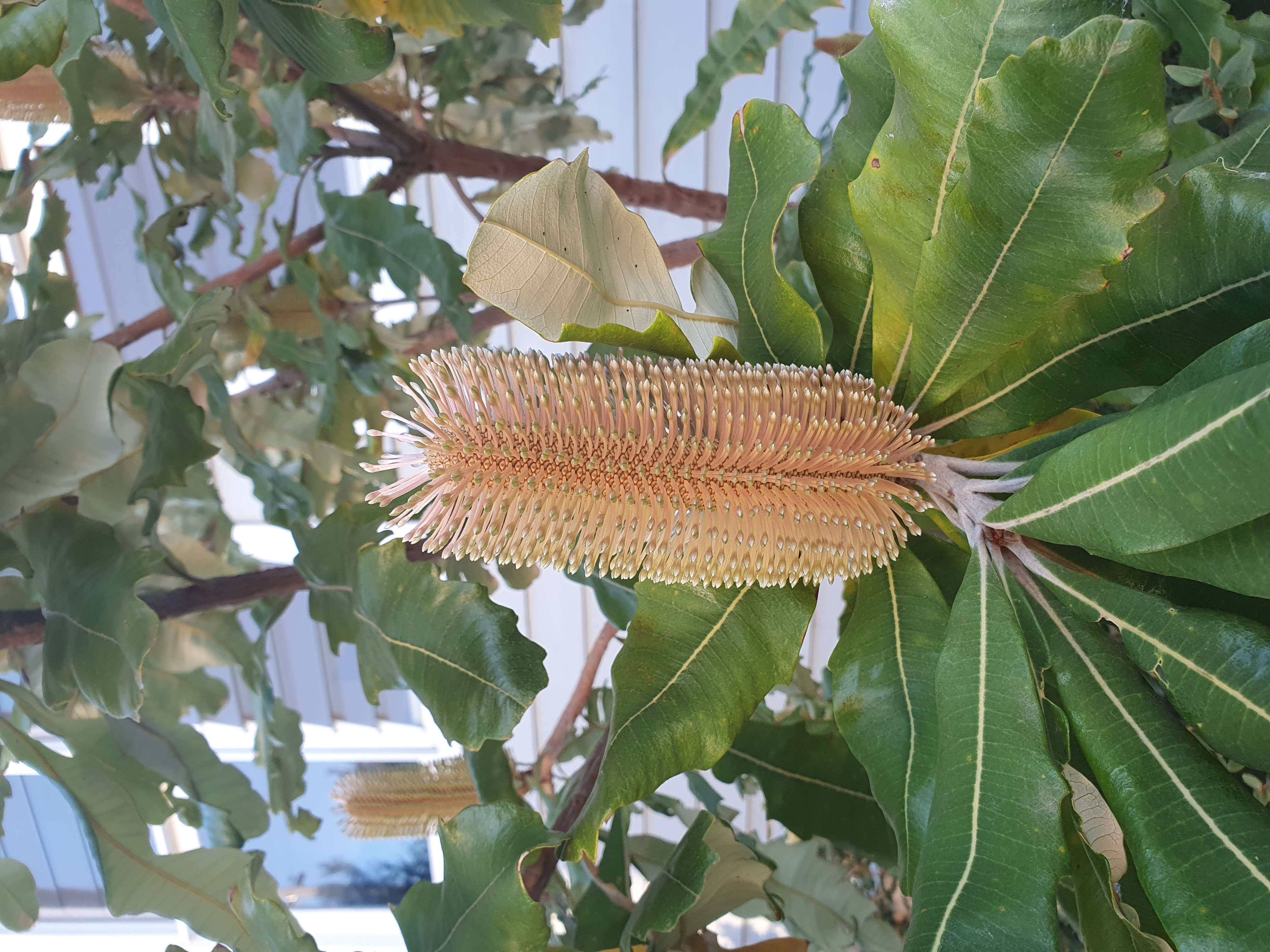 Image of Banksia dentata L. fil.