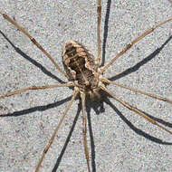 Image of Daddy longleg