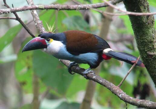 Image of Black-billed Mountain Toucan