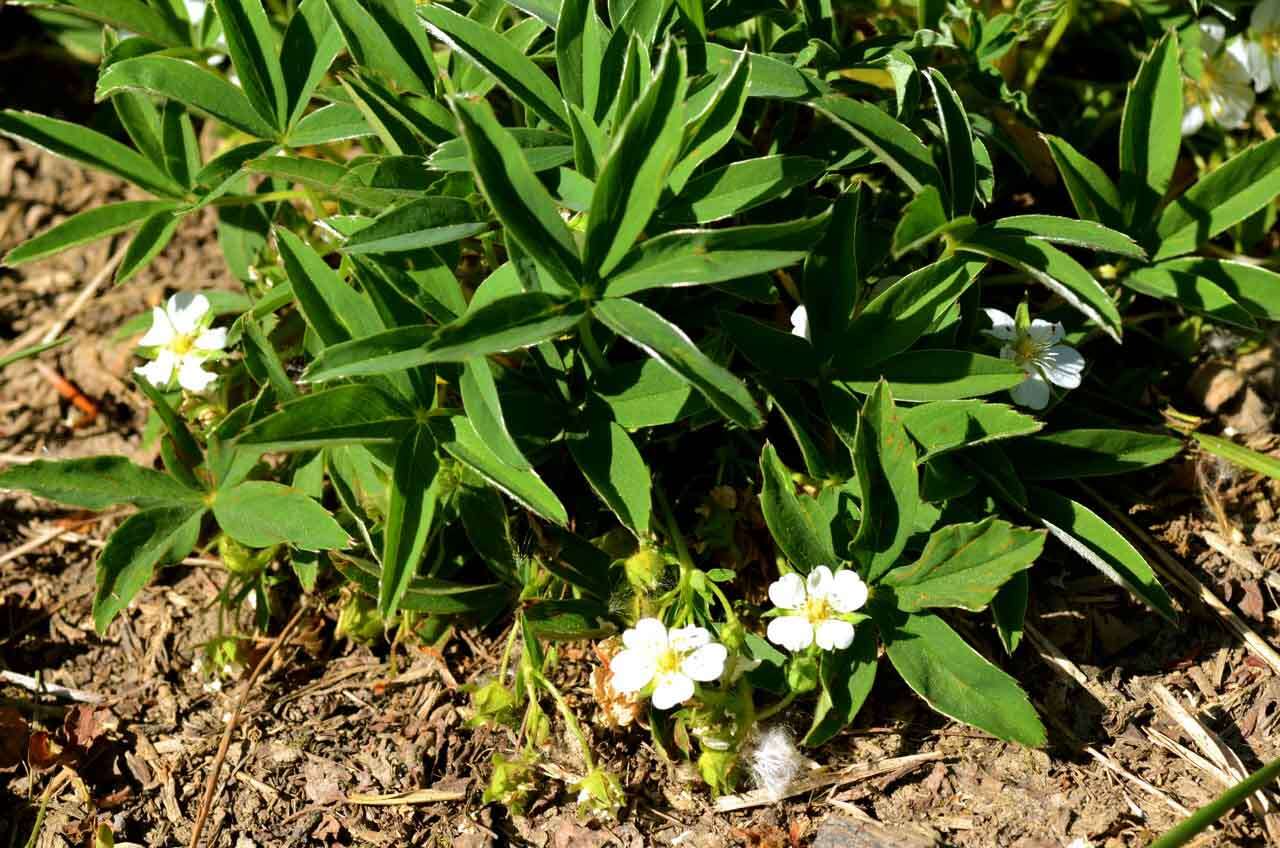 Imagem de Potentilla alba L.