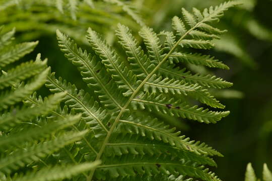 Image of Lady-fern