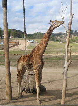 Image of Giraffe