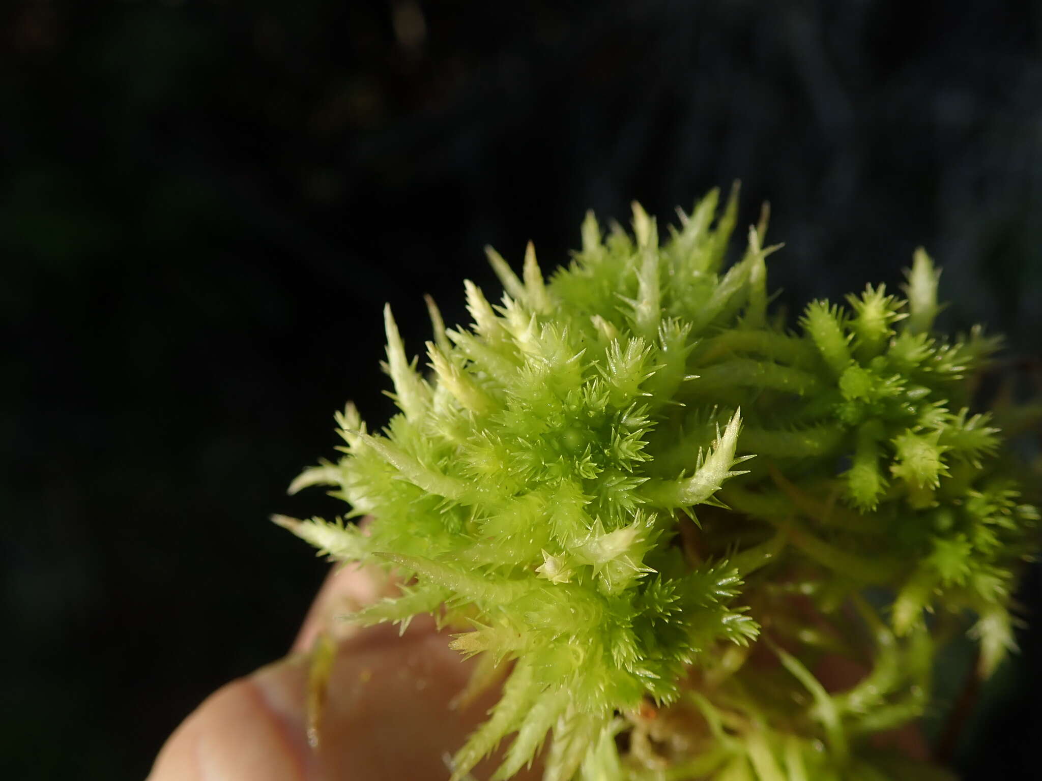 Image of sphagnum