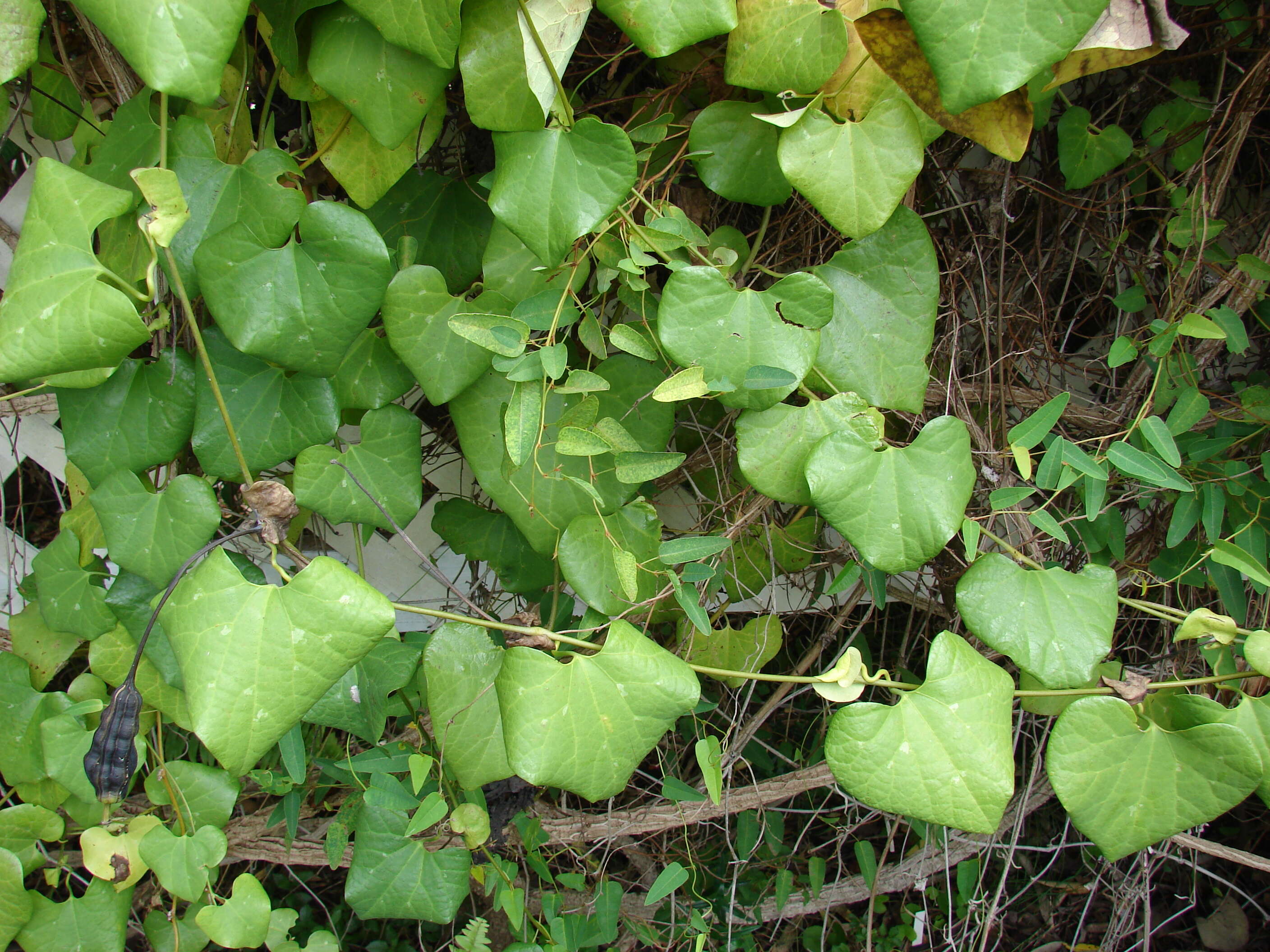 صورة Aristolochia elegans Mast.