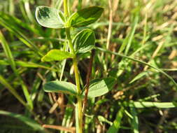 Image of spotted St. Johnswort