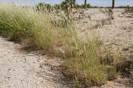 Image de Bothriochloa barbinodis (Lag.) Herter