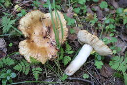 Image of Stinking Russula