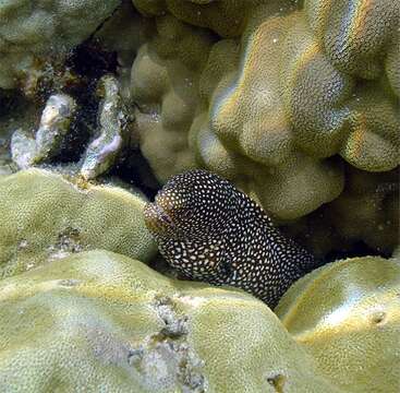 Image of Turkey moray