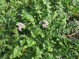 Image of Common Stork's-bill