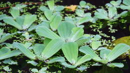 Image of pistia