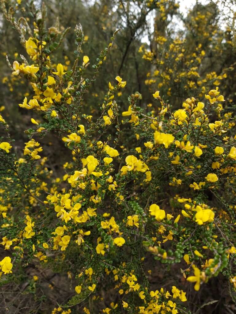 Image of Bossiaea sericea