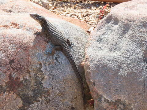 Image of Black girdled lizard