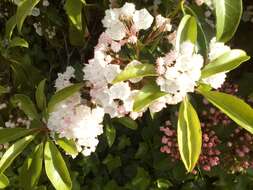 Image of mountain laurel