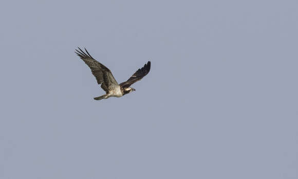 Image of ospreys