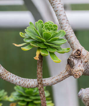 Imagem de Aeonium dodrantale