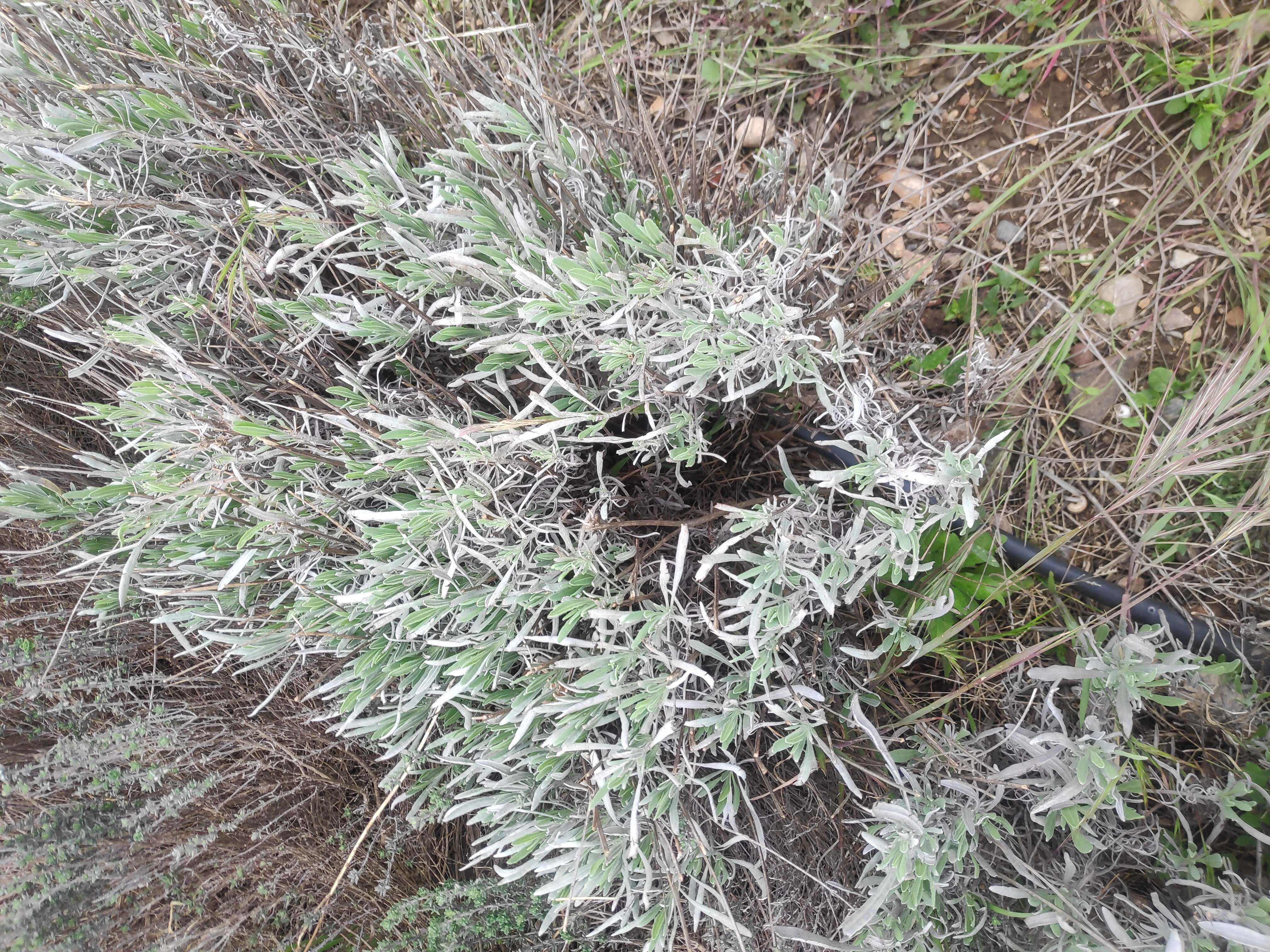 Image of English Lavendar