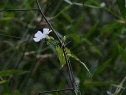 Imagem de Thunbergia fragrans Roxb.